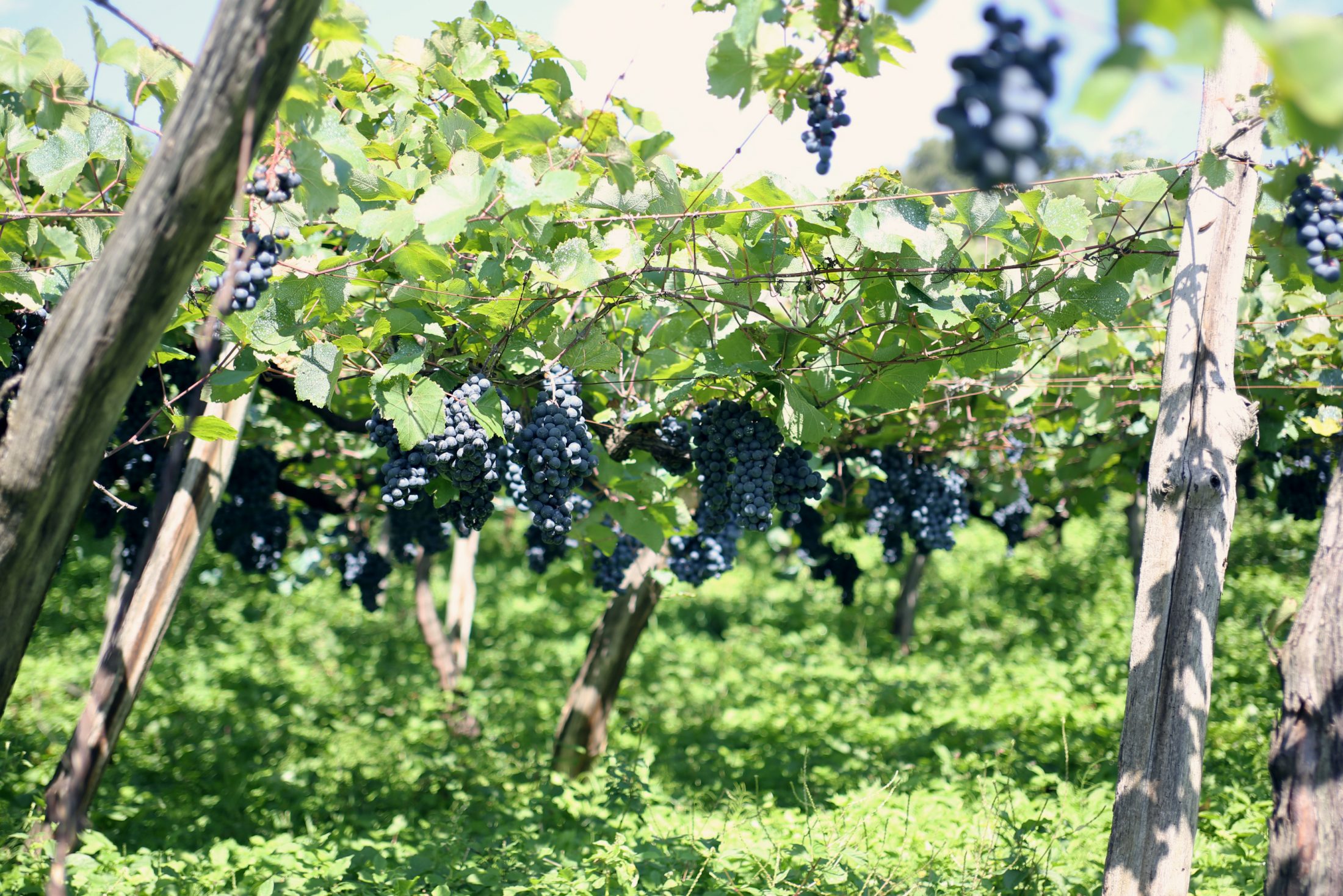 上山の風景が浮かぶワインを