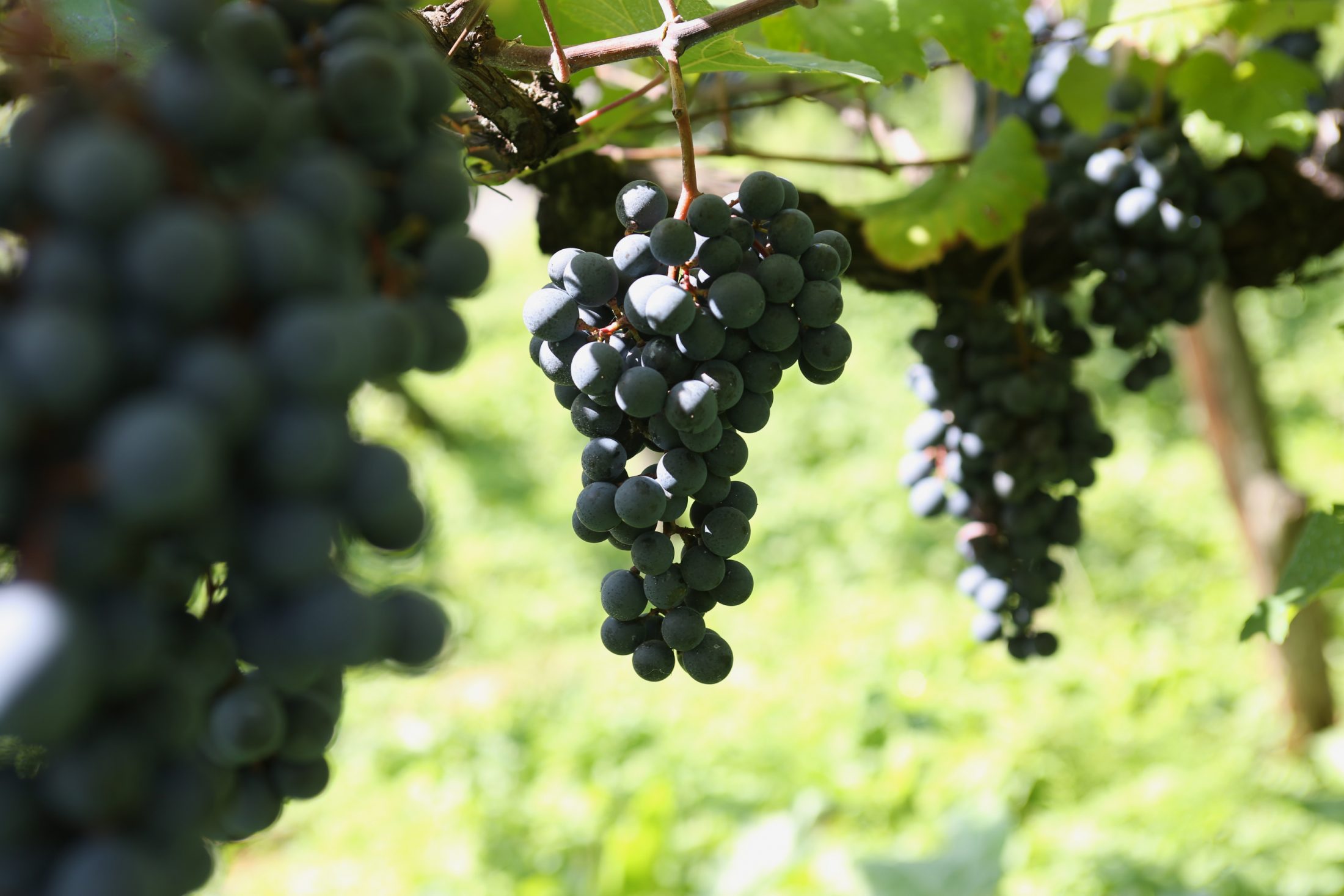 上山の風景が浮かぶワインを