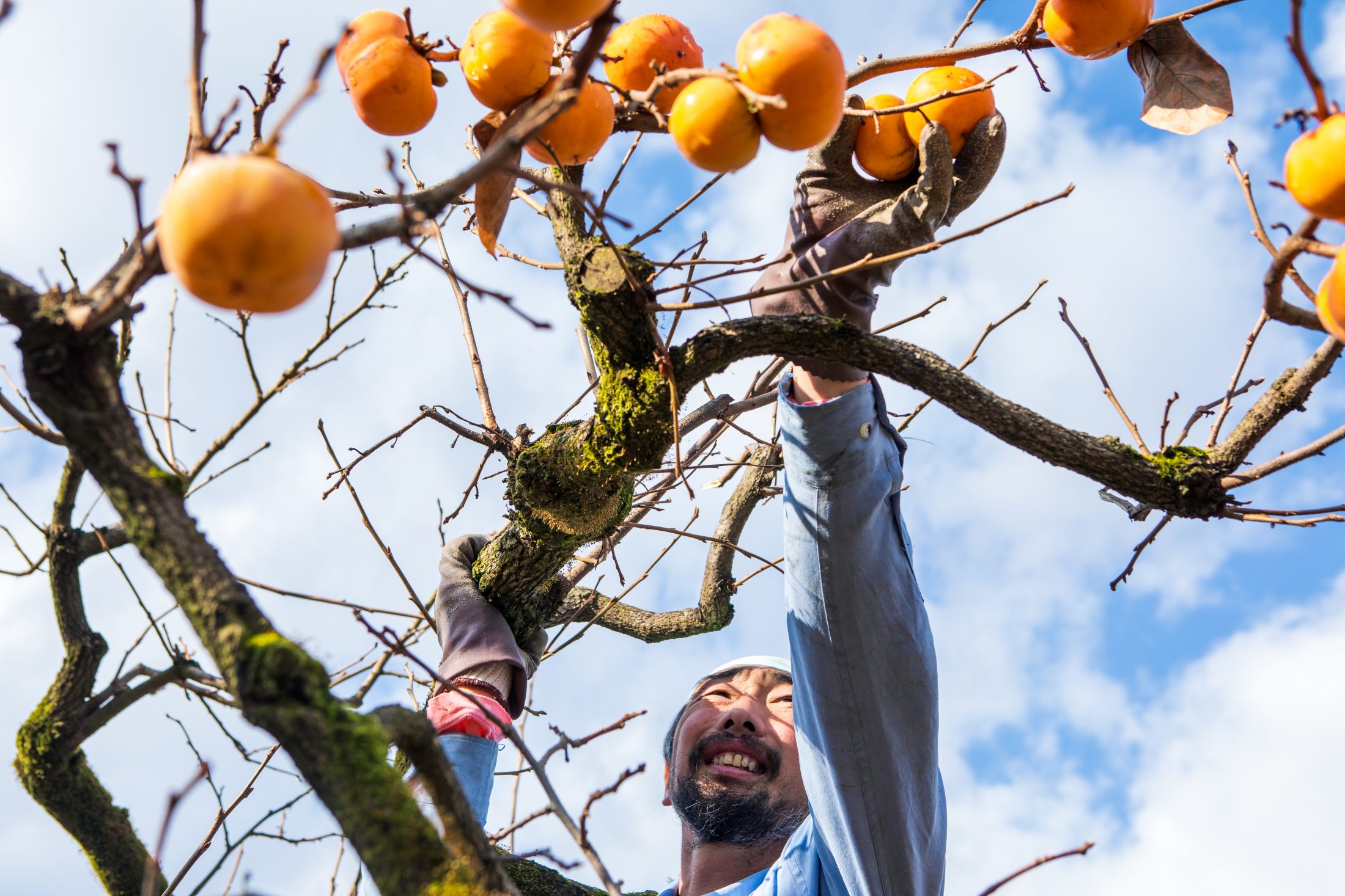 こだわりの紅柿づくり
