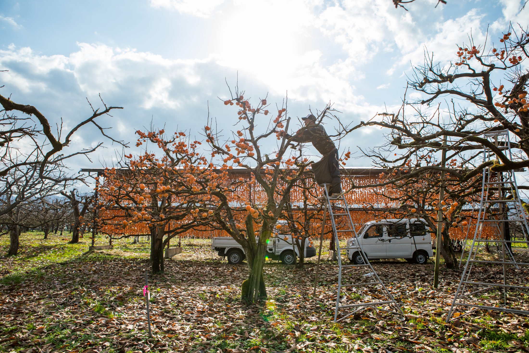 こだわりの紅柿づくり