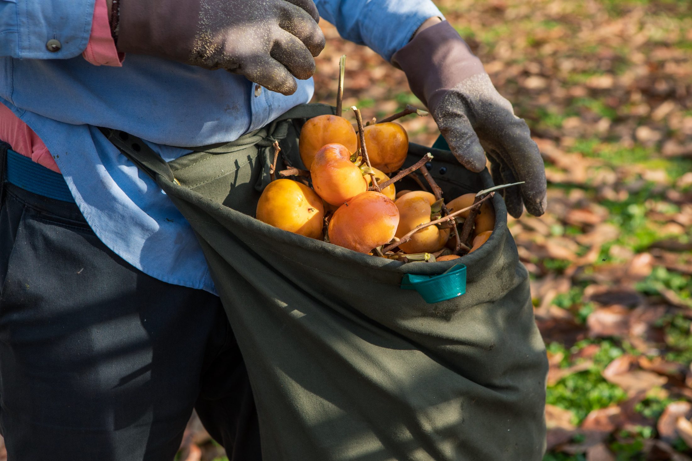 こだわりの紅柿づくり
