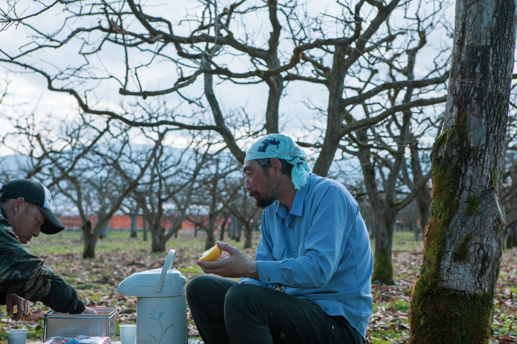 こだわりの紅柿づくり