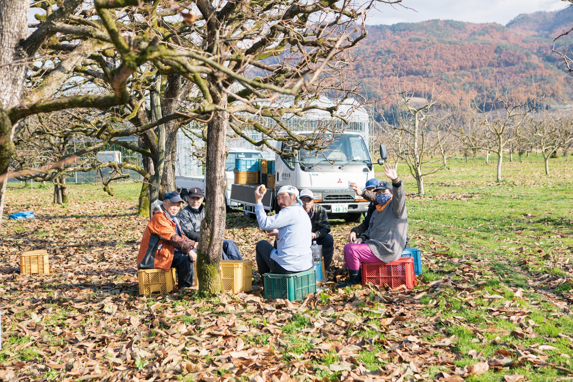 こだわりの紅柿づくり