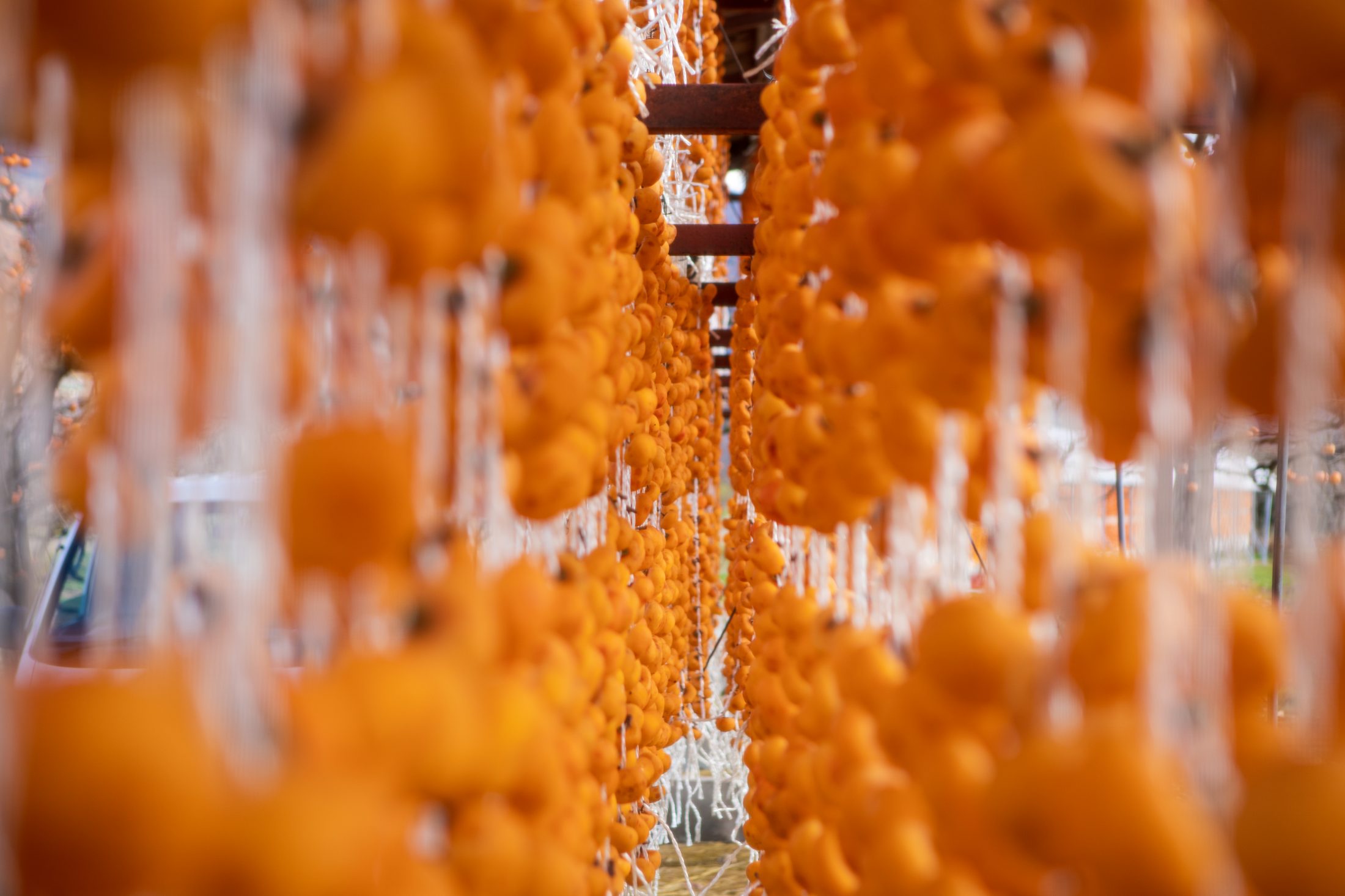 こだわりの紅柿づくり