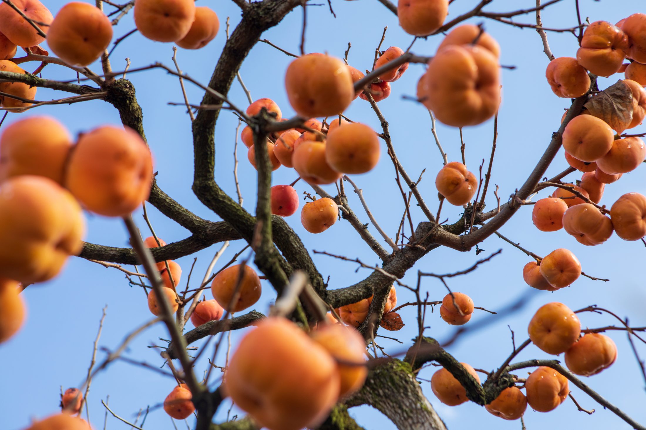 こだわりの紅柿づくり