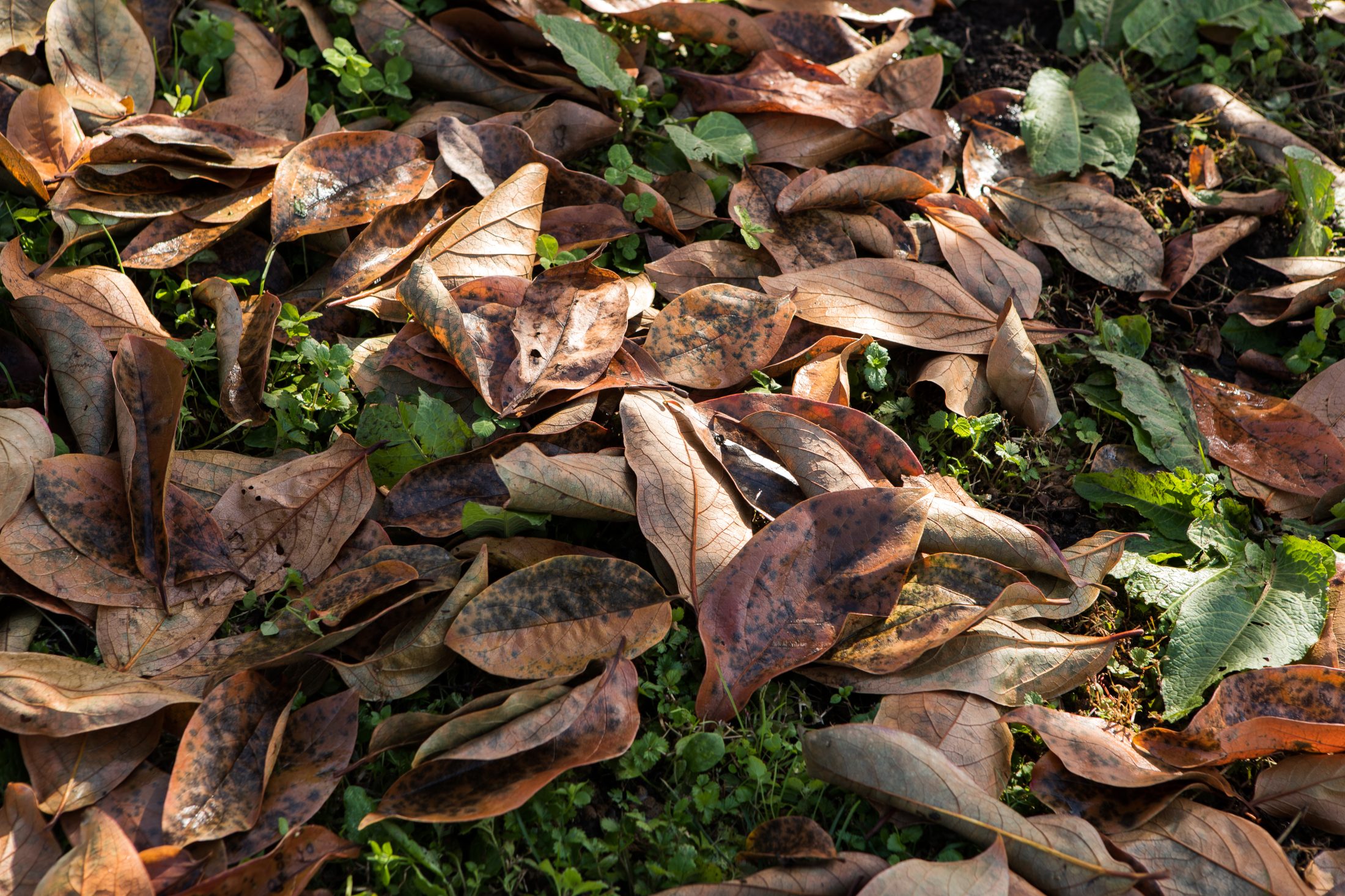 こだわりの紅柿づくり