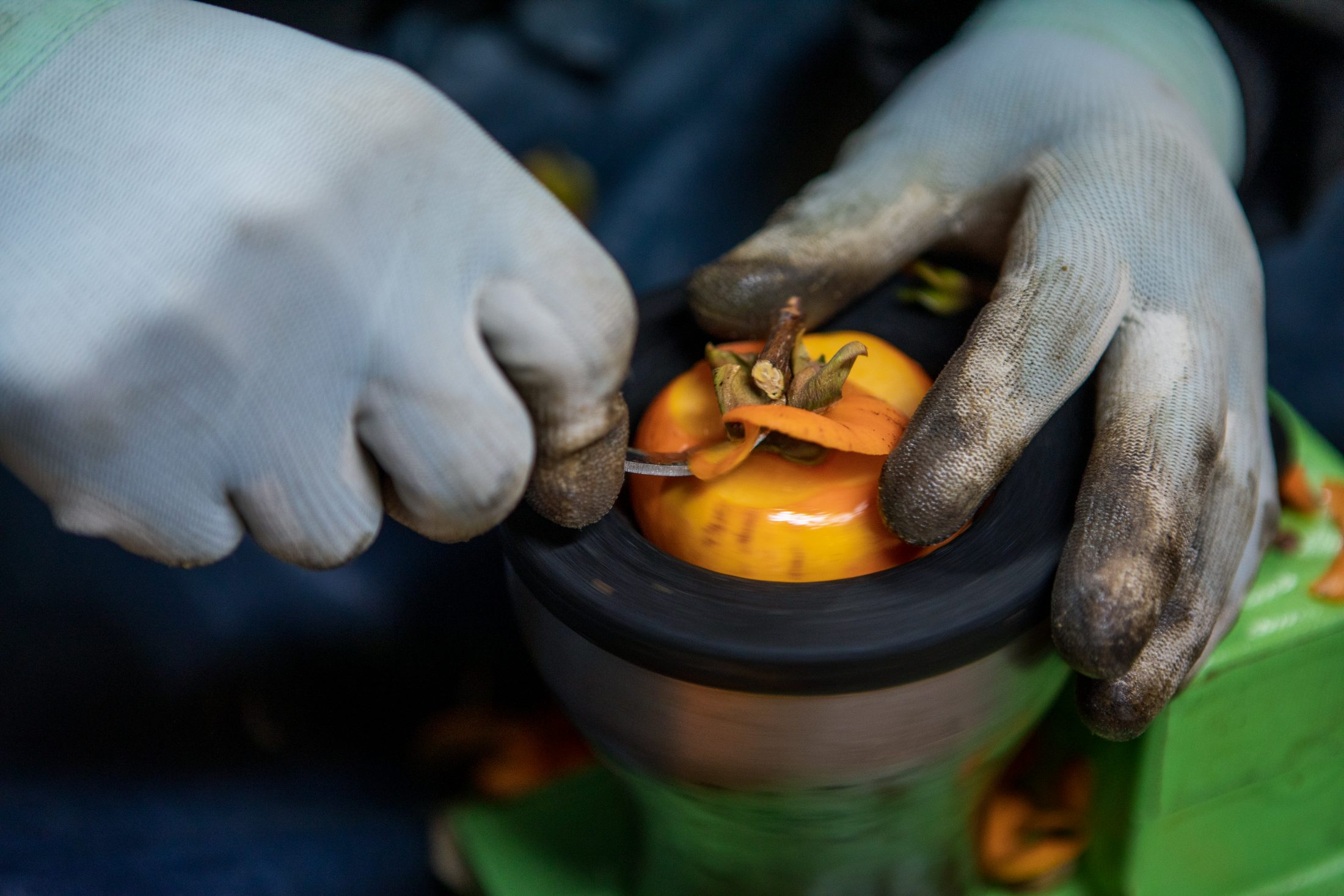 こだわりの紅柿づくり