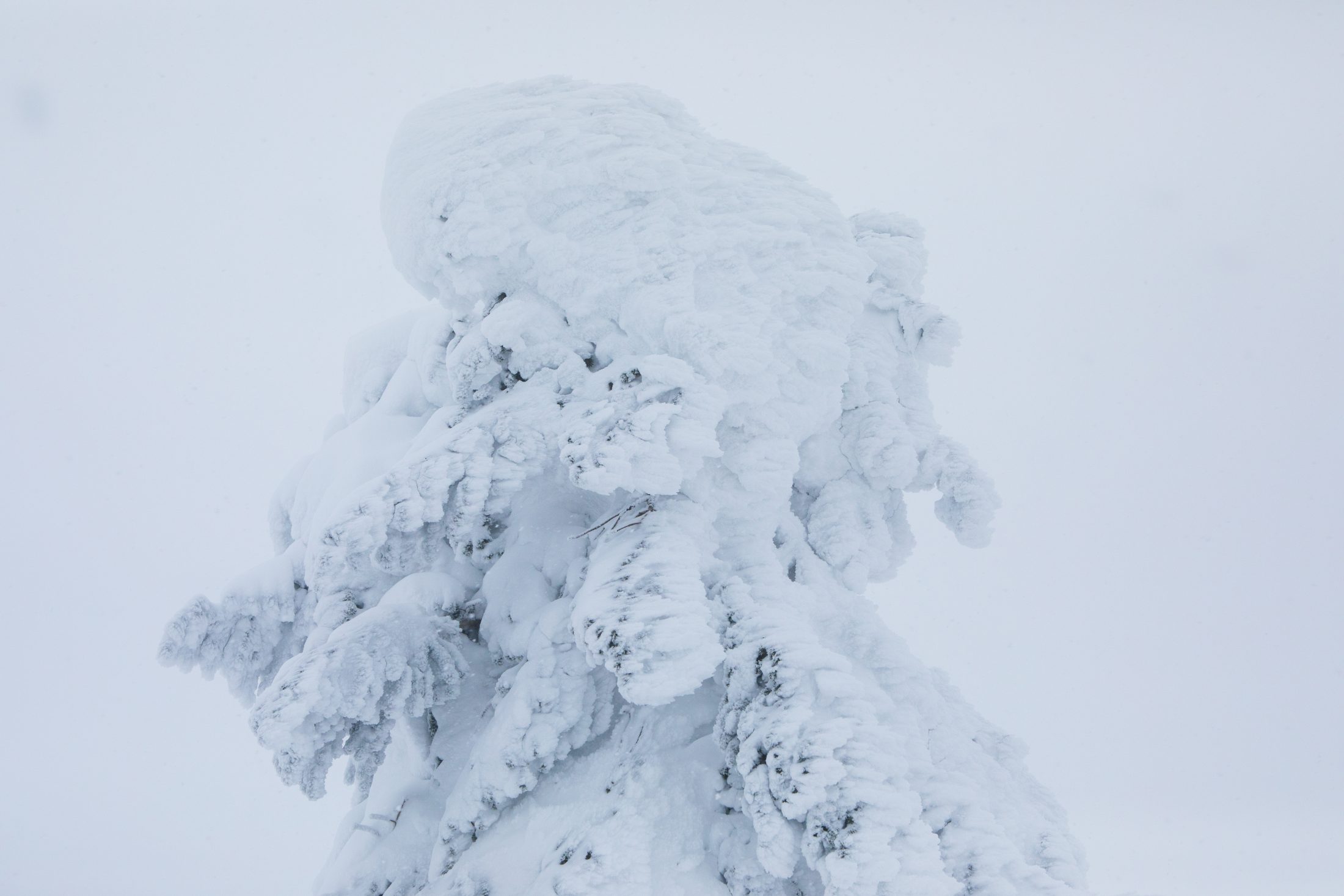 蔵王で紡いできた山の暮らし