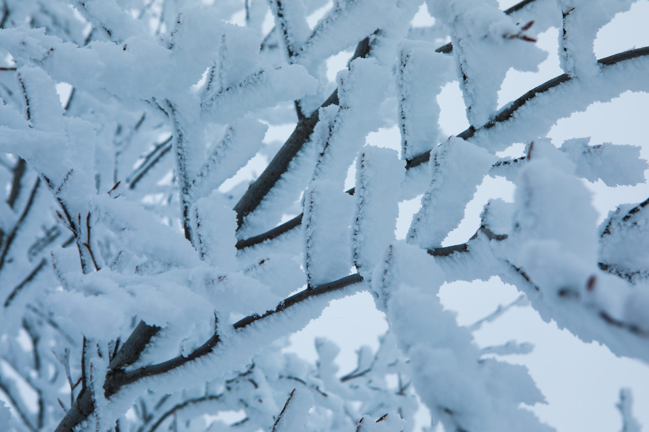 蔵王で紡いできた山の暮らし
