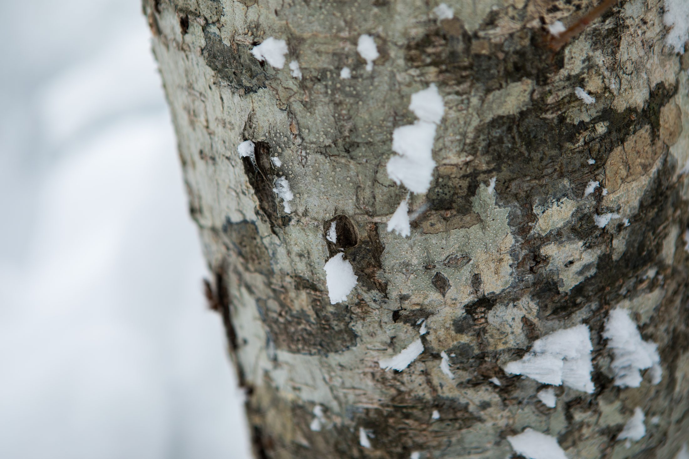 蔵王で紡いできた山の暮らし