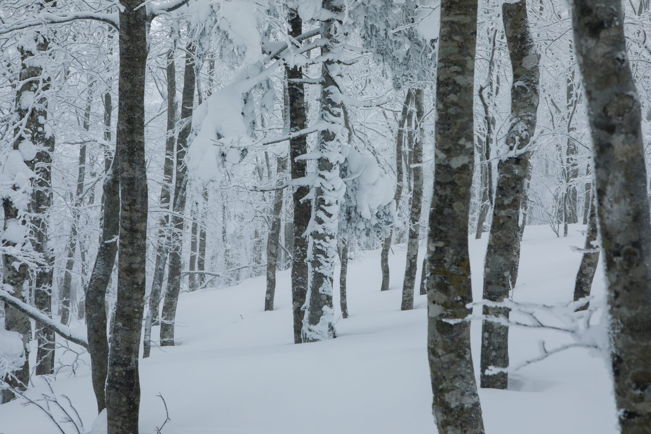 蔵王で紡いできた山の暮らし