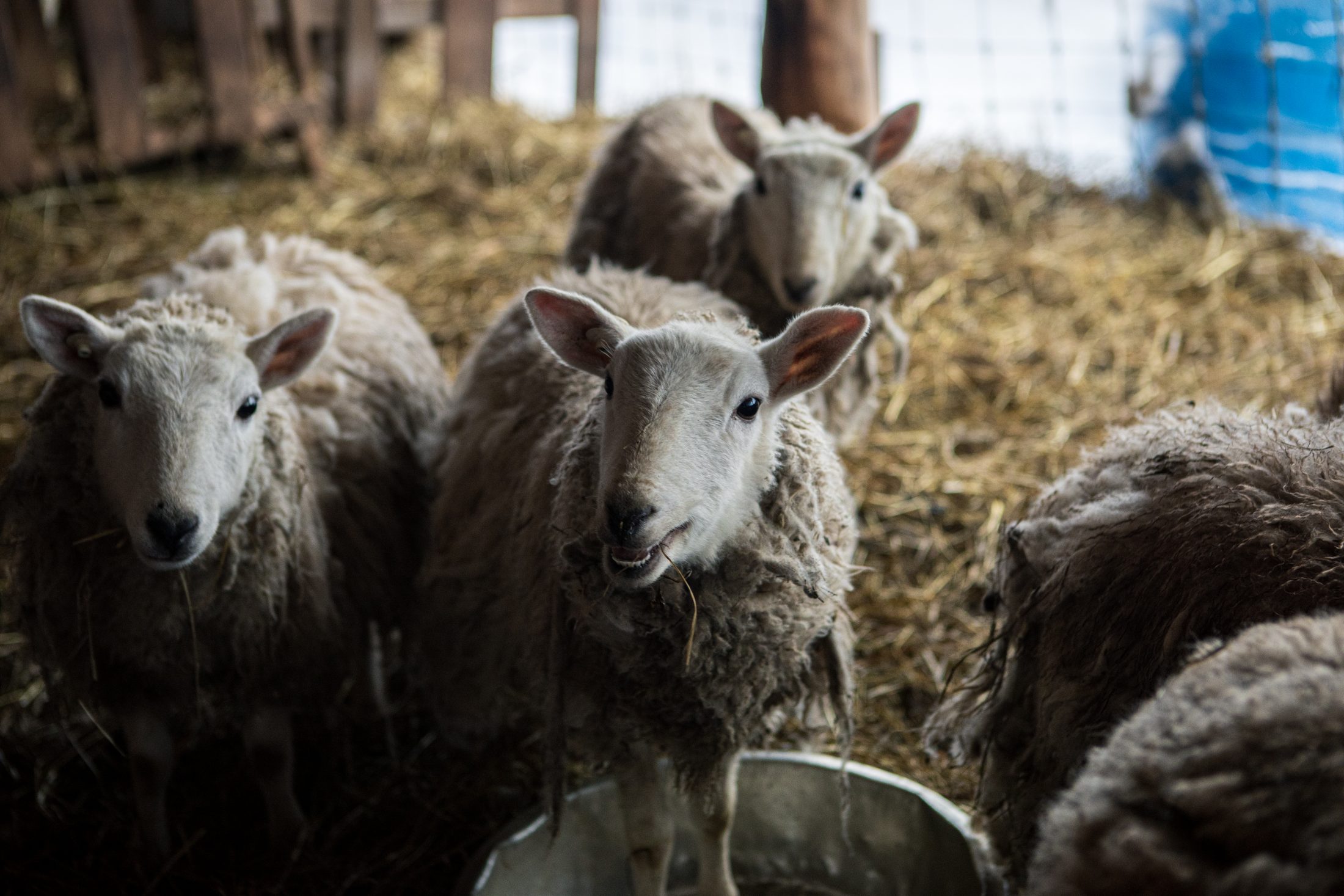 蔵王で紡いできた山の暮らし