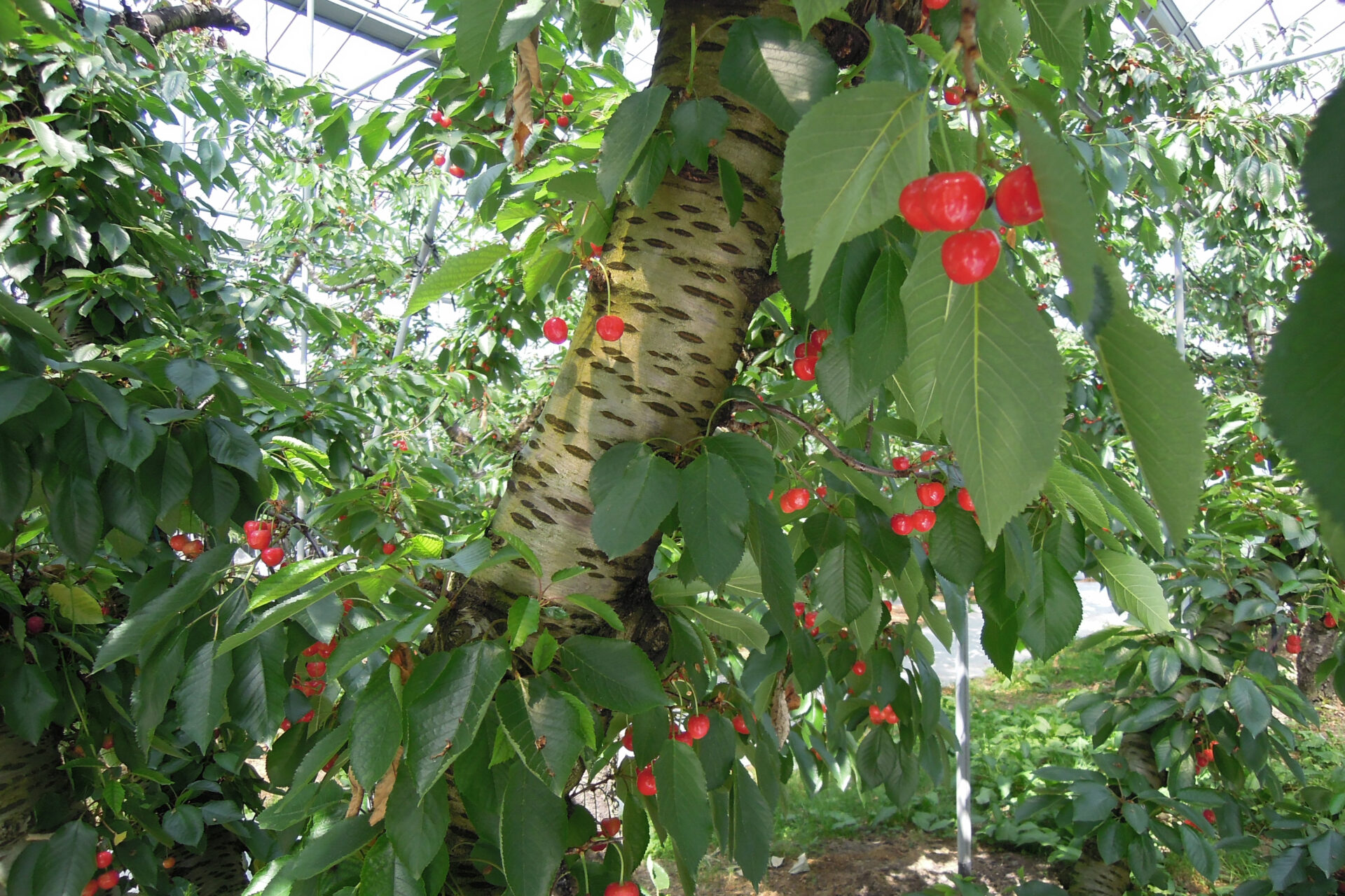 さくらんぼ狩りタクシー往復プラン 〈てんとうむしプラン〉