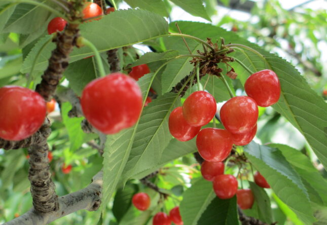 さくらんぼ狩りへ行こう！