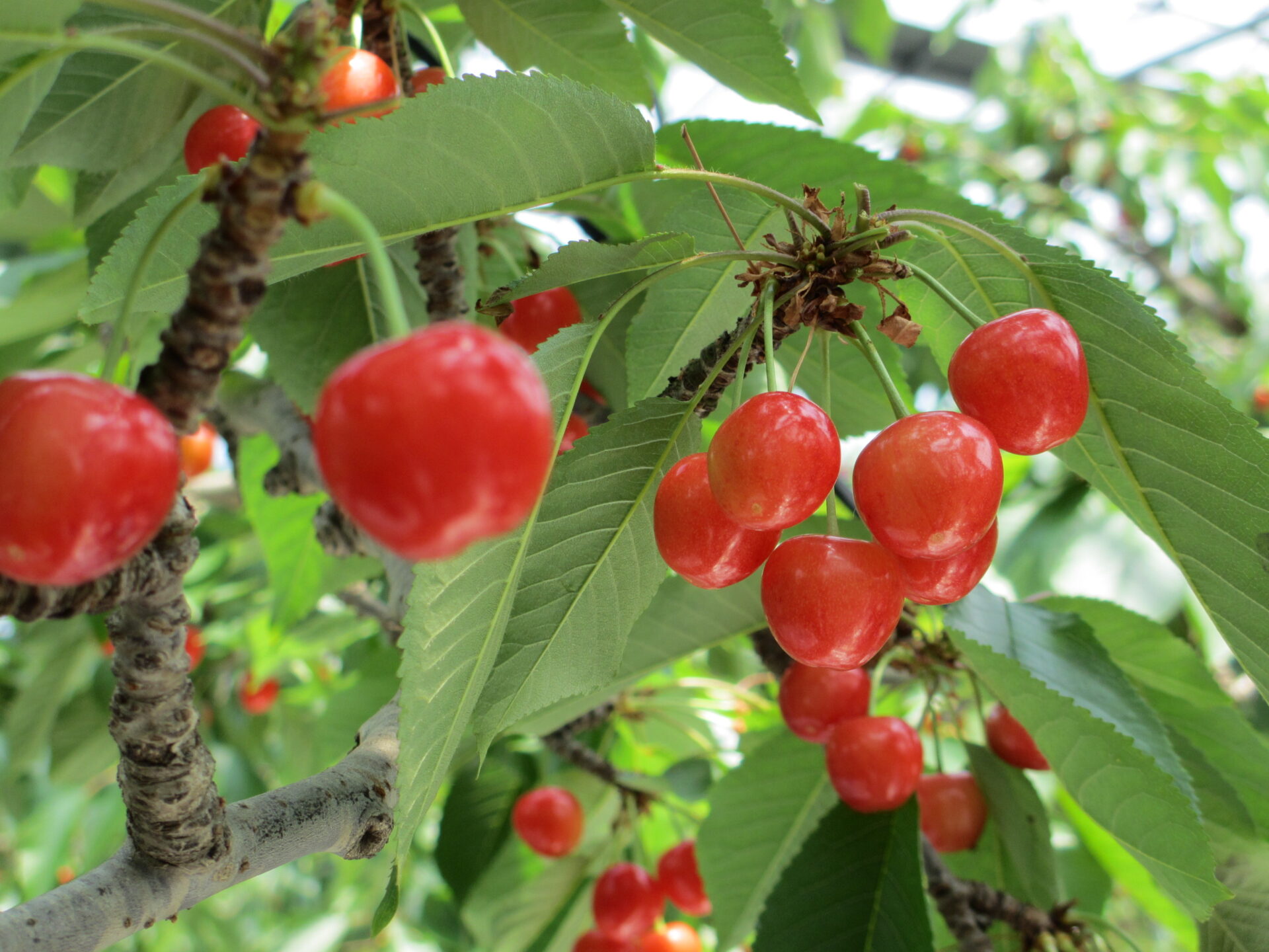 さくらんぼ狩りへ行こう！