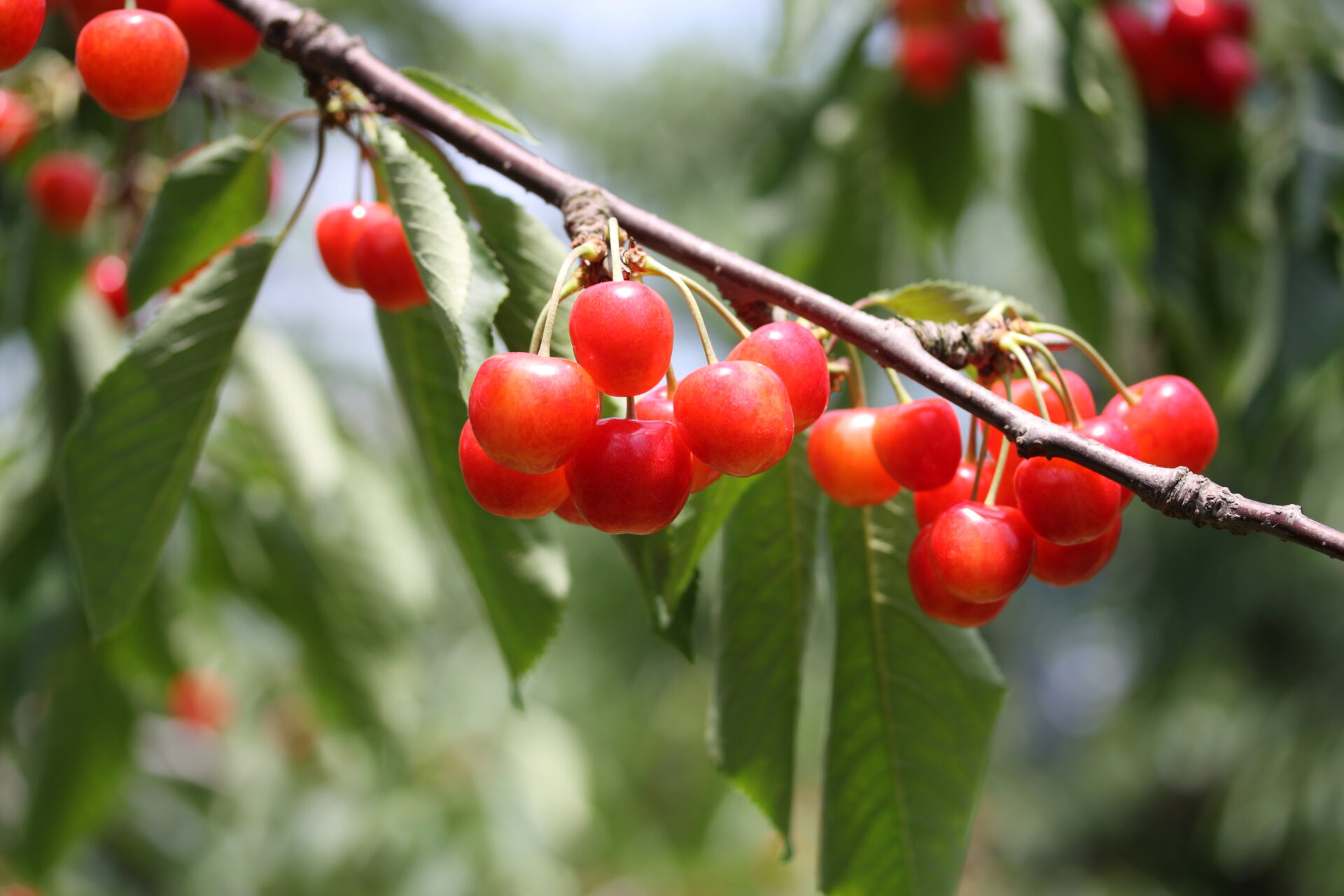 さくらんぼ狩りタクシー往復プラン 〈てんとうむしプラン〉