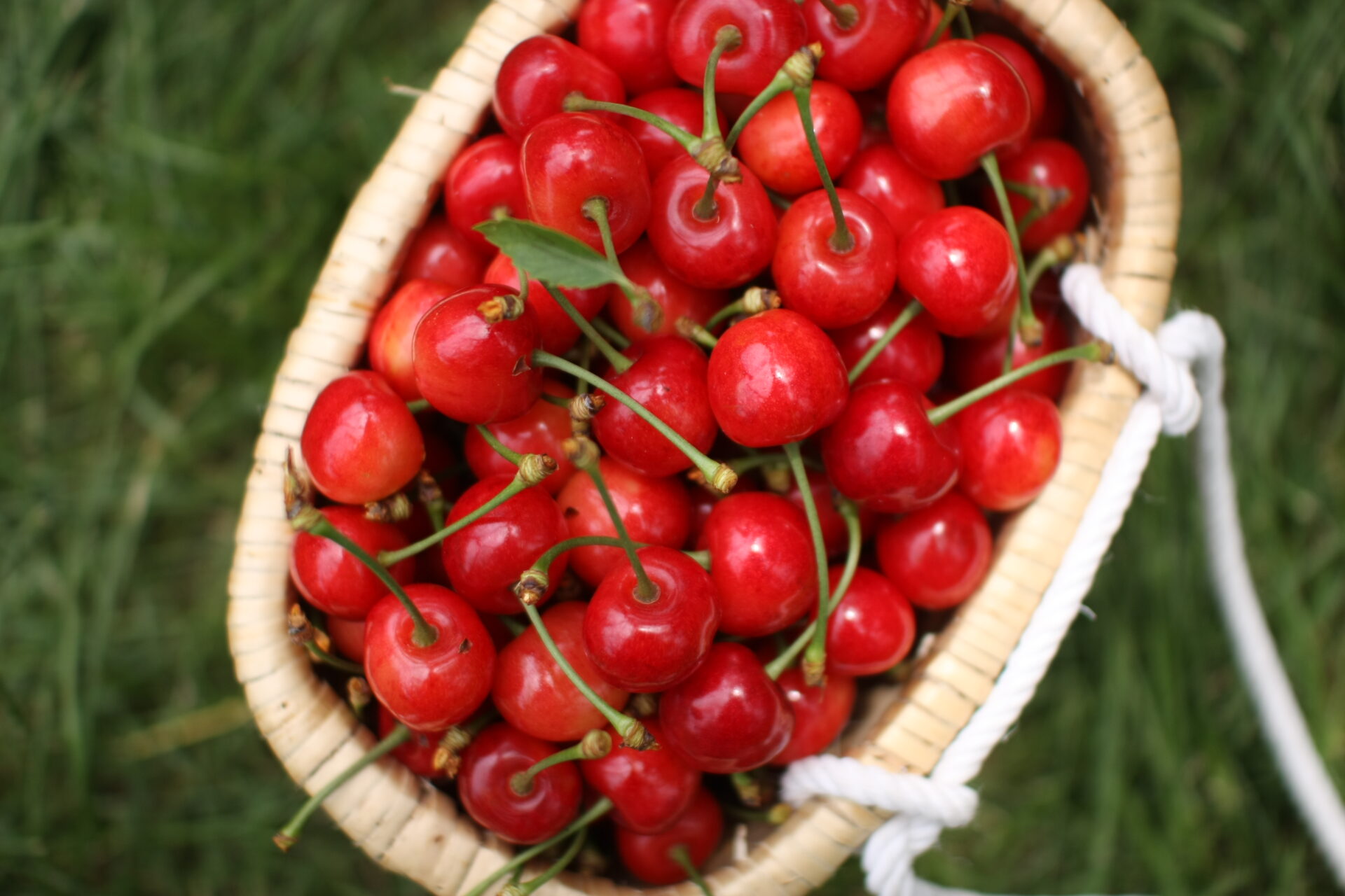 さくらんぼ狩りタクシー往復プラン 〈てんとうむしプラン〉