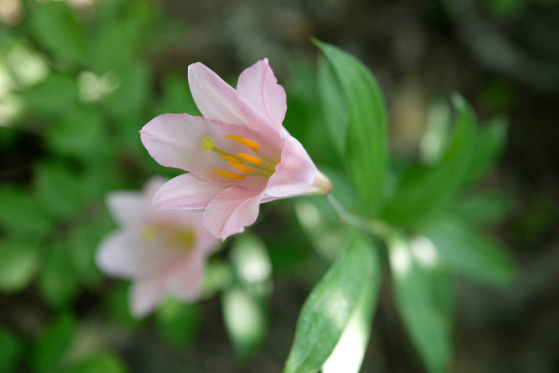 毎日ウォーキング　6月カレンダーできました♪